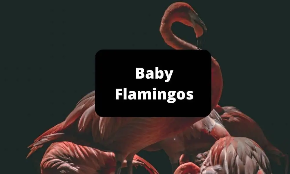 Baby Flamingos