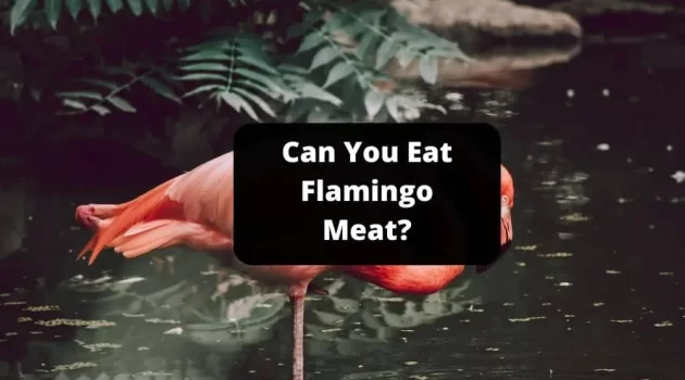 Can You Eat Flamingo Meat