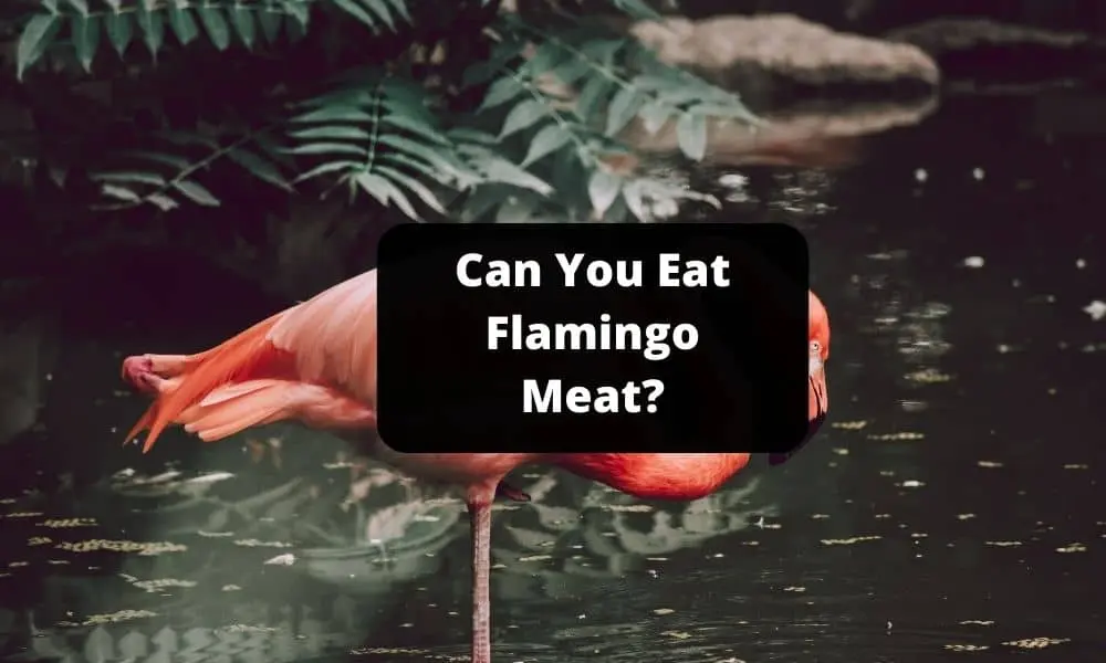 Can You Eat Flamingo Meat