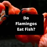 Do Flamingos Eat Fish