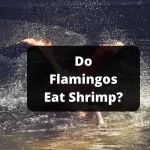 Do Flamingos Eat Shrimp