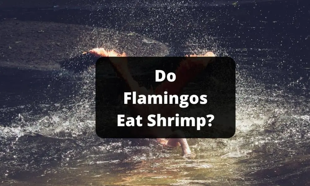 Do Flamingos Eat Shrimp