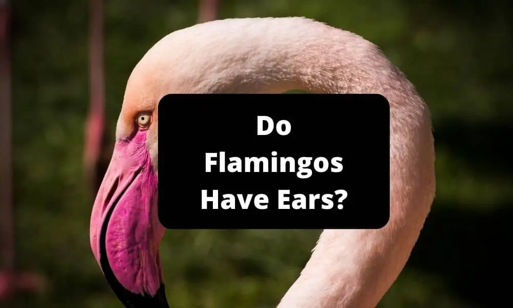 Do Flamingos Have Ears