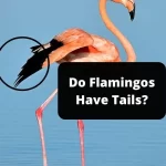 Do Flamingos Have Tails