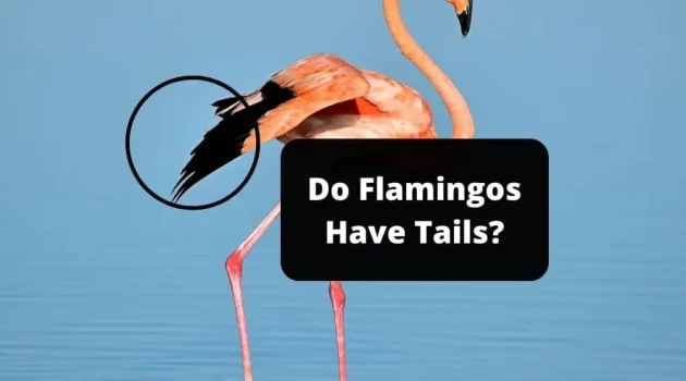 Do Flamingos Have Tails