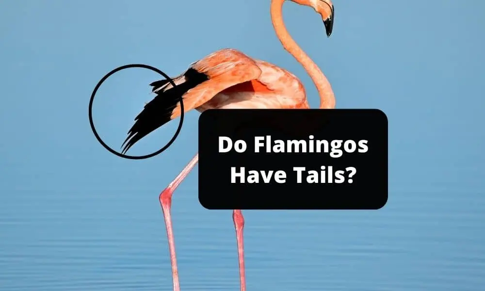 Do Flamingos Have Tails
