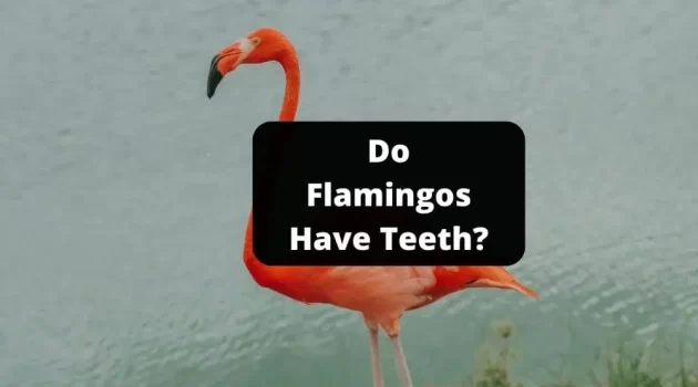 Do Flamingos Have Teeth