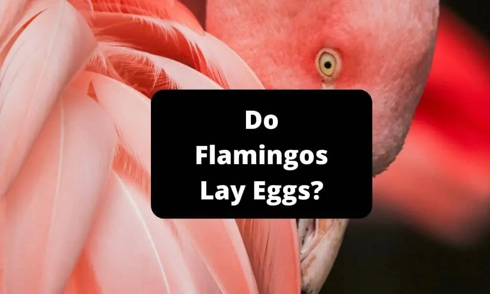 Do Flamingos Lay Eggs