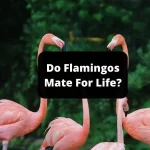 Do Flamingos Mate For Life