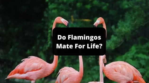Do Flamingos Mate For Life