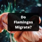 Do Flamingos Migrate