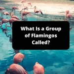 What Is a Group of Flamingos Called