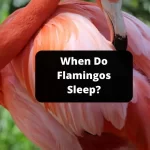 When Do Flamingos Sleep