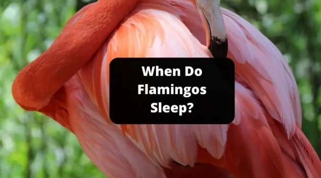 When Do Flamingos Sleep