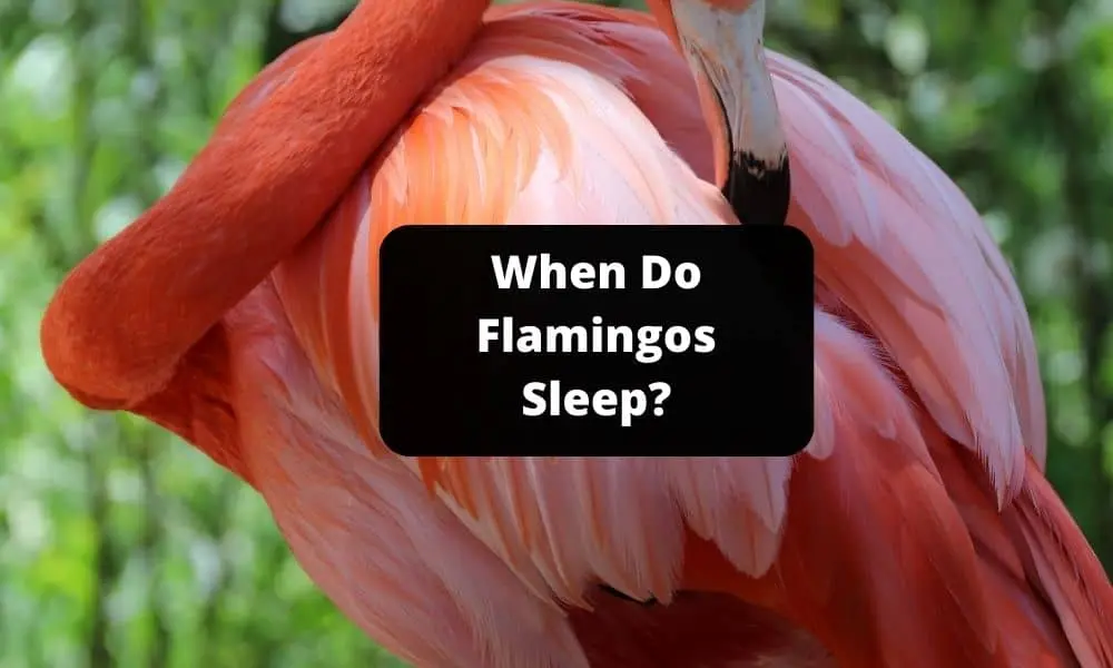 When Do Flamingos Sleep