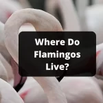 Where Do Flamingos Live