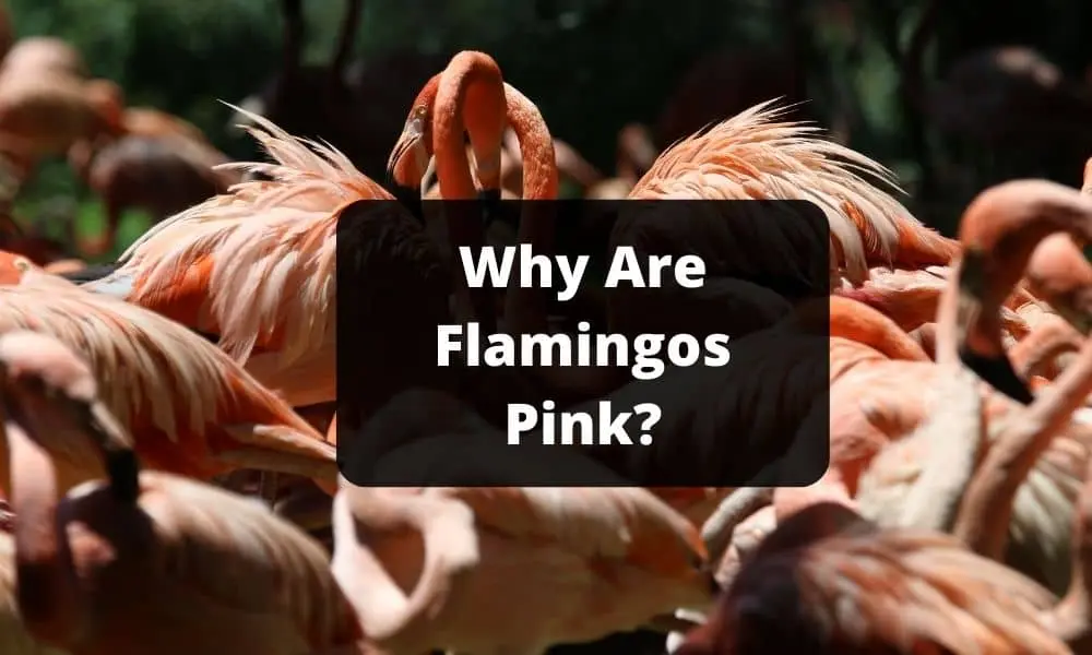 Why Are Flamingos Pink